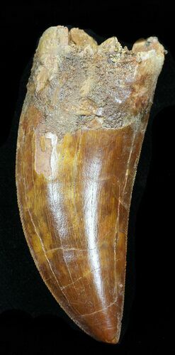 Curved Carcharodontosaurus Tooth - Serrated #32410